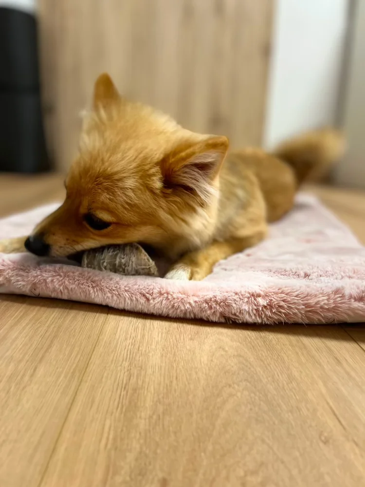 Nala auf flauschigem Kuschelteppich